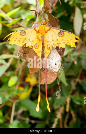 Comet moth, a.k.a. un malgascio luna moth (Argema mittrei) nell est del Madagascar. Foto Stock