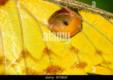 Close-up dell'ala di una cometa moth, a.k.a. un malgascio luna moth (Argema mittrei) nell est del Madagascar. Foto Stock