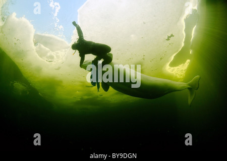 Freediver con il Beluga nuotare sotto il ghiaccio. Balena bianca (Delphinapterus leucas), Mare Bianco, Nord della Karelia, artiche, Russia Foto Stock