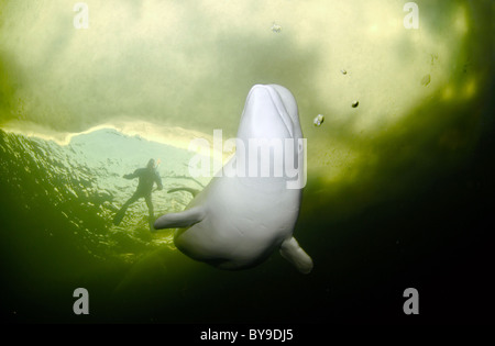 Freediver e Beluga nuotare sotto il ghiaccio. White Whale - Delphinapterus leucas Foto Stock