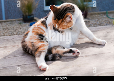 Gatto sdraiato su un tavolo la pulizia stessa Foto Stock