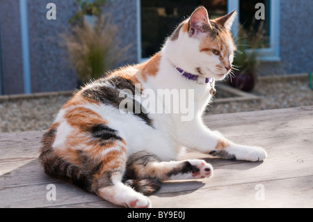 Gatto sdraiato su un tavolo Foto Stock