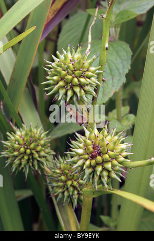 Ramificato bur-reed (Sparganium erectum : Sparganiaceae) nella frutta, UK. Foto Stock