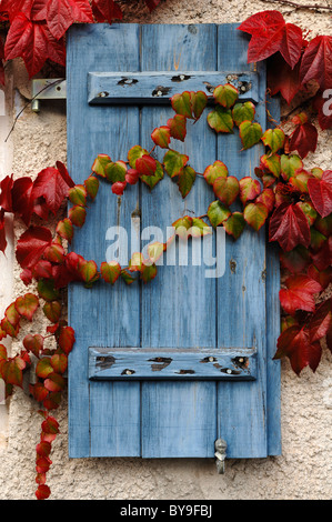 Vecchia persiana dipinte di blu e coperto con colorati tralci di vite, Maebenberg, Media Franconia, Bavaria Foto Stock