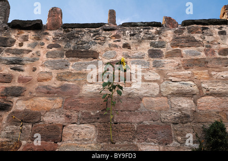 Girasole (Helianthus annuus), crescente sul muro di castello, Abenberg Castello, Abenberg, Media Franconia, Baviera, Germania, Europa Foto Stock