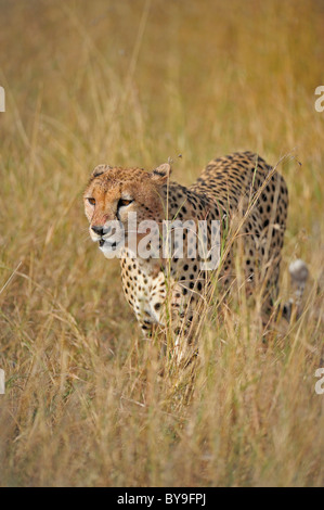 Ghepardo (Acinonyx jubatus) passeggiate nelle praterie del Masai Mara, Kenya, Africa Foto Stock