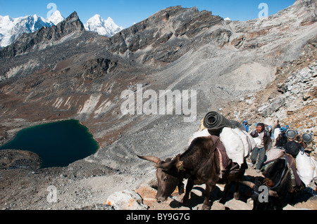 Yak che arrivano al Renjo La Pass nella regione dell Everest del Nepal Foto Stock