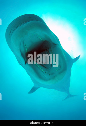 Ritratto closeup di balena Beluga a bocca aperta, balena bianca Beluga (Delphinapterus leucas) con bocca aperta nell'acqua blu Foto Stock