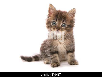 Asian gattino seduto ritratto in studio Foto Stock