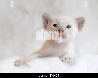 Piccola cinque settimane vecchio siamese Gattino. Foto Stock