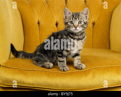 Una piccola tabby gattino seduto su una sedia elegante. Foto Stock