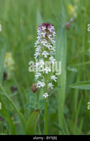 Bruciato-punta (orchidee orchis ustulata). Parco nazionale des Pyrenees, Pirenei, Francia. giugno. Foto Stock