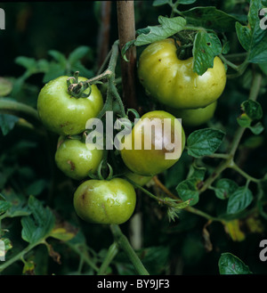 Il pomodoro late blight (Phytophthora infestans) danni immaturo i pomodori di serra Foto Stock