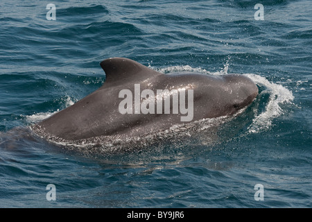 Femmina corto-alettato di Balene Pilota, Globicephala macrorhynchus, affiorante, Maldive, Oceano Indiano. Foto Stock