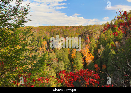 Gorge Trail, canna Creek Canyon, Fall Creek Falls membro Resort Park, Pikeville, Tennessee, Stati Uniti d'America Foto Stock