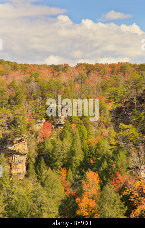 Gorge Trail, canna Creek Canyon, Fall Creek Falls membro Resort Park, Pikeville, Tennessee, Stati Uniti d'America Foto Stock