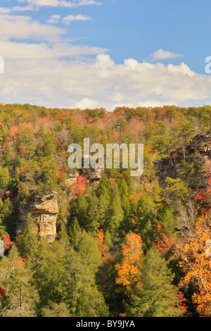 Gorge Trail, canna Creek Canyon, Fall Creek Falls membro Resort Park, Pikeville, Tennessee, Stati Uniti d'America Foto Stock