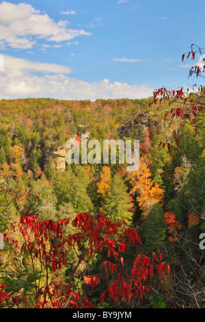 Gorge Trail, canna Creek Canyon, Fall Creek Falls membro Resort Park, Pikeville, Tennessee, Stati Uniti d'America Foto Stock