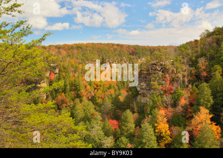 Gorge Trail, canna Creek Canyon, Fall Creek Falls membro Resort Park, Pikeville, Tennessee, Stati Uniti d'America Foto Stock