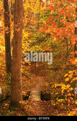 Ridge Trail, Burgess Falls State Park, Sparta, Tennessee, Stati Uniti d'America Foto Stock