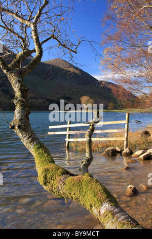Una betulla si appoggia in precario equilibrio sopra l'acqua sulla riva del Buttermere nel distretto del Lago Foto Stock