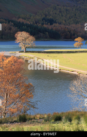In autunno gli alberi sulla riva del lago Buttermere nel Lake District inglese Foto Stock