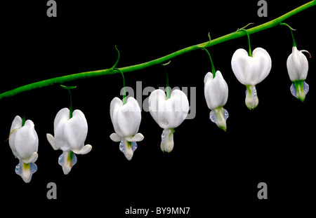 Lamprocapnos bianco Cuore di spurgo Dicentra spectabilis Alba sfondo nero a fioritura primaverile di bosco ombra forma di cuore Foto Stock