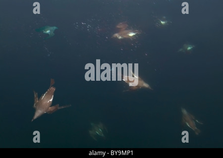 Gruppo di guillemots nuota sotto l'acqua. Murre comune o comuni o Guillemots (Uria aalge, Pontoppidan), il Mare di Barents, Russia, Artico, Europa Foto Stock