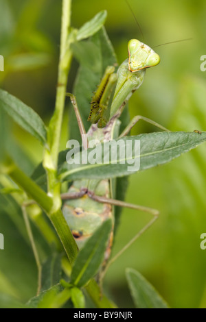 Mantide religiosa nascosti nelle piante verdi Foto Stock