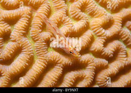 Michels Ghostgoby (Pleurosicya micheli) sul cervello Coral (Platygyra lamellina) Foto Stock