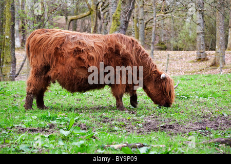 Highland mucca in un campo vicino a Loch Lomond Scozia Foto Stock