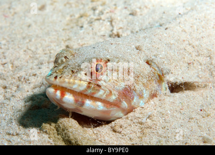 Poirtrait del Lizardfishes in sabbia, Synodus variegatus Foto Stock