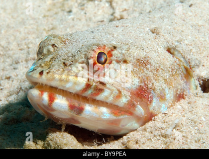 Poirtrait del Lizardfishes in sabbia, Synodus variegatus Foto Stock