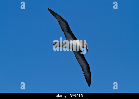 Adulto a testa grigia (Albatross Thalassarche chrysostoma) in volo, passaggio di Drake Foto Stock