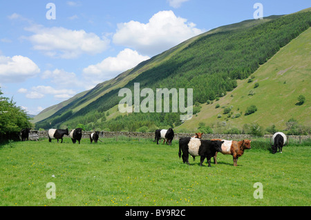 Piccolo allevamento di Belted Galloway bovini in campo da Moffat acqua Annandale Dumfriesshire Foto Stock