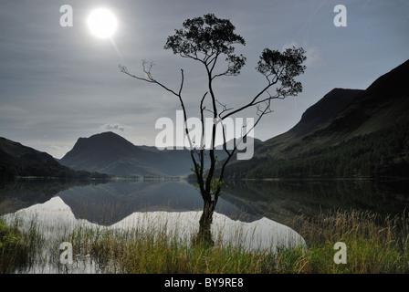 Lone Tree a Buttermere nel Lake District inglese Foto Stock