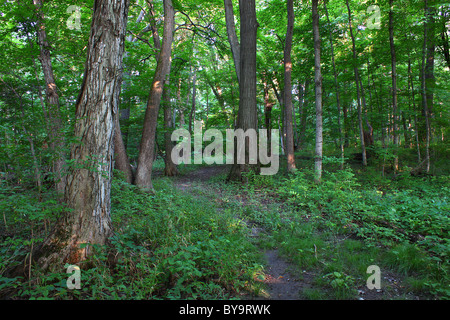 Scenario della foresta - Shabbona, Illinois Foto Stock