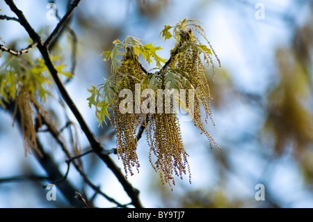 Il polline di quercia pendente da un albero di quercia. Foto Stock