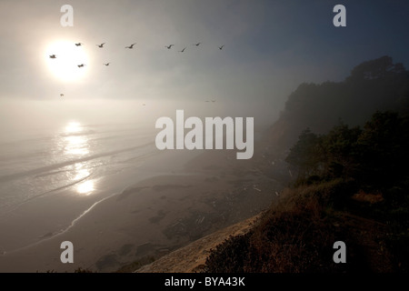 Anchor Bay, Mendocino County, California, Stati Uniti d'America Foto Stock