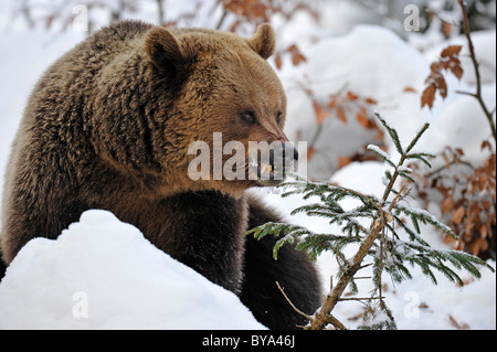 L'orso bruno (Ursus arctos) nella neve, mangiando un abete Foto Stock