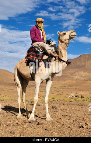 Il Tuareg, Targi, uomo seduto su un cammello, Hoggar, Ahaggar montagne, Wilaya Tamanrasset, Algeria, Sahara, Africa Settentrionale, Africa Foto Stock