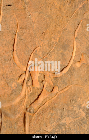 Incisione di roccia di una mucca di pianto, neolitica rockart vicino Djanet, del Tassili n'Ajjer National Park, Patrimonio Mondiale dell Unesco Foto Stock