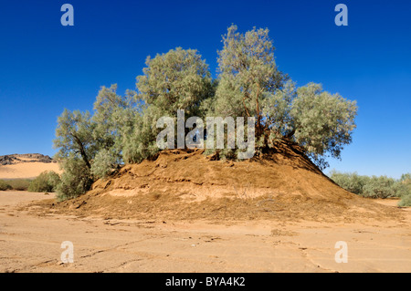 Tamarisco (Tamarix) che cresce su un sandhill in un wadi di Erg Tihodaine, Wilaya Tamanrasset, Algeria, sahara Africa del Nord Foto Stock