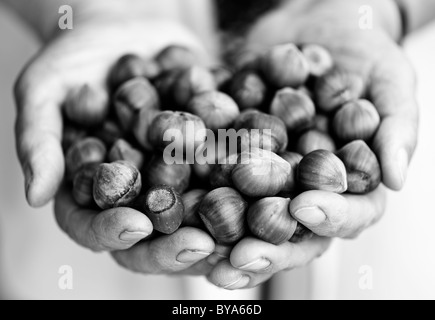 Una manciata di nocciole in villaggio anziana donna mani. Bianco e nero monocromatico. Foto Stock