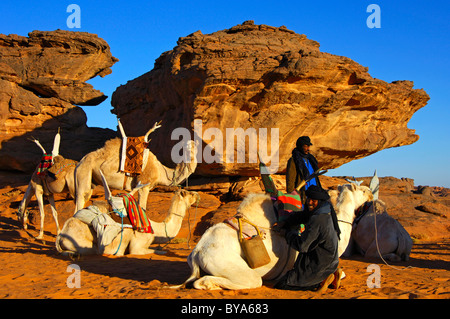 I nomadi Tuareg con la loro bianca dromedari usati per cavalcare in una sosta nelle montagne Akkakus, Sahara, Libia, Nord Africa Foto Stock