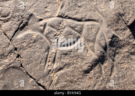 Roccia preistorica incisione di mucca o gazzella, neolitica arte rupestre di Tinterhert, Dider Valley, del Tassili n'Ajjer National Park Foto Stock