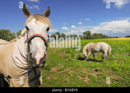 Due cavalli in un campo, Svezia Foto Stock