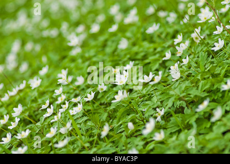 Legno (anemone Anemone nemorosa ,), Stoccolma, Svezia Foto Stock