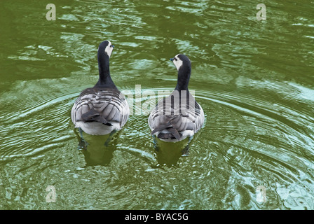 Una coppia di oche canadesi (Branta canadensis), Stoccolma, Svezia Foto Stock