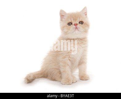 Gattino esotici ritratto preso in un studio Foto Stock